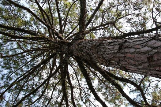 Quelles espèces d’arbres fixent le plus de carbone ?