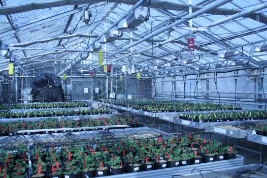 Les plantes et leurs microbes : un duo clé pour une agriculture durable
