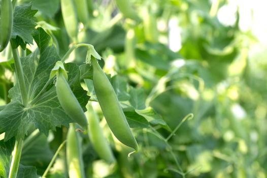 Productions végétales agricoles : innover pour des filières compétitives et durables