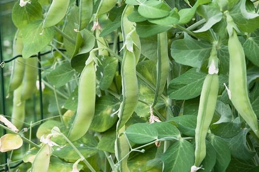 Innovation variétale chez le pois : mise au point d'une méthode d’édition du génome
