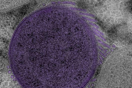 Des bactéries architectes construisent des structures membranaires en réseau pour mieux se nourrir