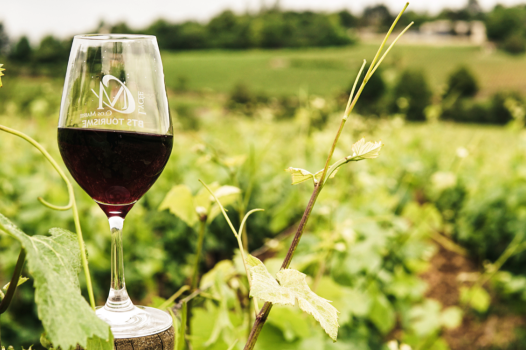 INNOGOUV : comment les coopératives vinicoles innovent pour un avenir plus durable