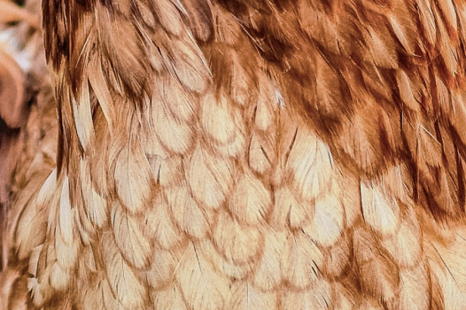 RESSOURCES, la revue d'INRAE    