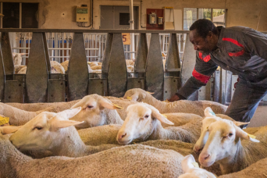 Un partenariat pour une gestion intégrée de la santé des ruminants