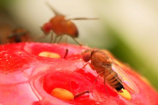La technique de l’insecte stérile, alternative aux pesticides pour l’agriculture française ?