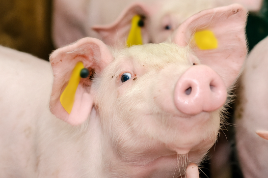 "Eat less to gain more weight": an insufficient lever for achieving sustainable pigs