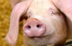 9012-0052-tête de cochon-650x400