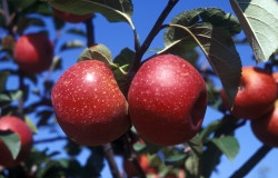 Pomme Ariane