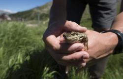 Photo de grenouille
