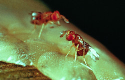 Trichogramma brassicae parasitant une ooplaque d'Ostriania nubilalis (pyrale du mais)