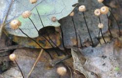 Marasmius rotula en forêt de Montfort sur Meu (35)