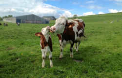 image montrant une vache léchant son veau dans un parc