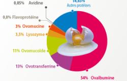 Extrait d'infographie sur l’œuf
