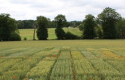 Essai de blé tendre en champ en agriculture biologique