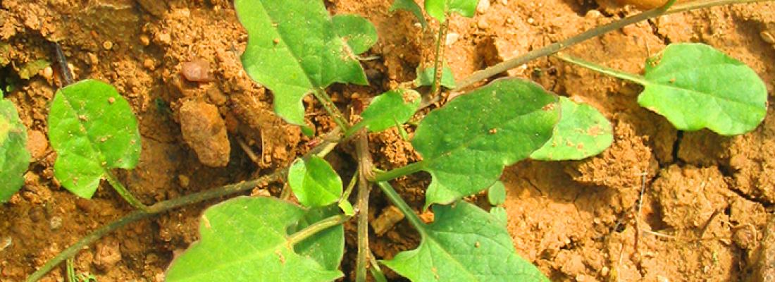 illustration Usages et alternatives au glyphosate dans l'agriculture française