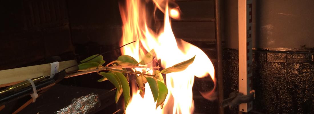 illustration La végétation de nos jardins, un vecteur de propagation du feu