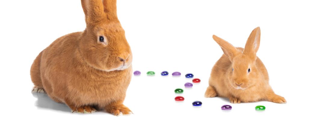 illustration Mieux comprendre l’hérédité pour optimiser la sélection des animaux d’élevage
