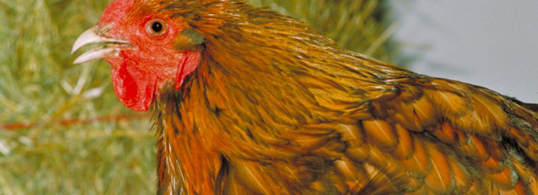 illustration Mise au point d’une technique innovante pour examiner les interactions hôte-pathogènes dans le poumon de poulet