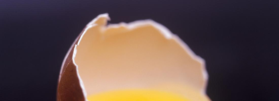 illustration Les secrets de la pintade pour fabriquer une coquille d’œuf extraordinairement résistante