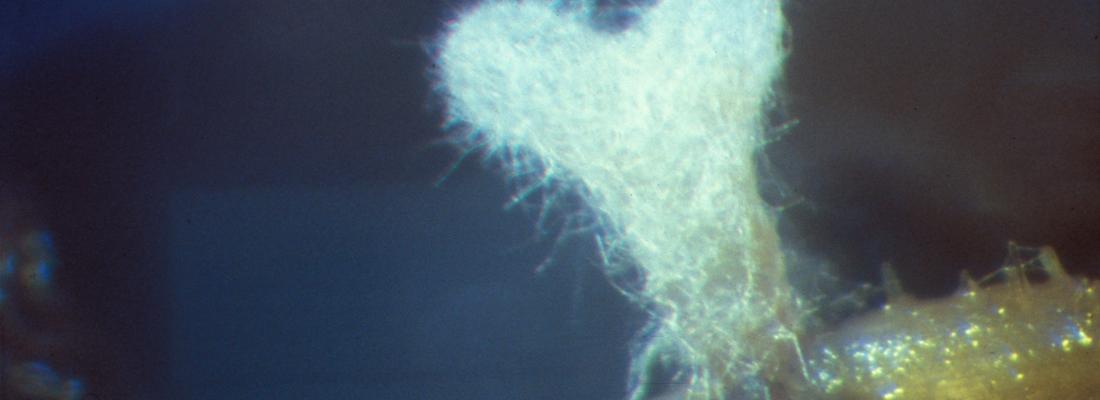 illustration Symbioses entre plantes, champignons et bactéries : un éclairage original sur ces alliances ancestrales
