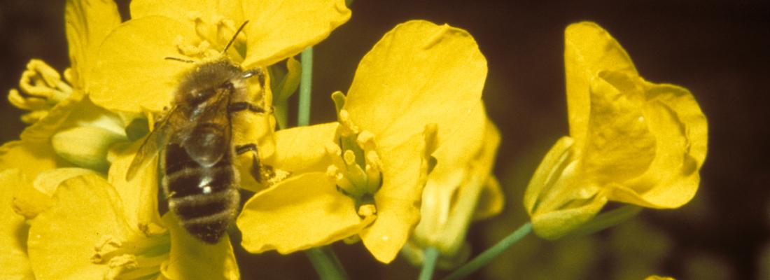 illustration Néonicotinoïdes : malgré le moratoire de l'UE, un risque persiste pour les abeilles