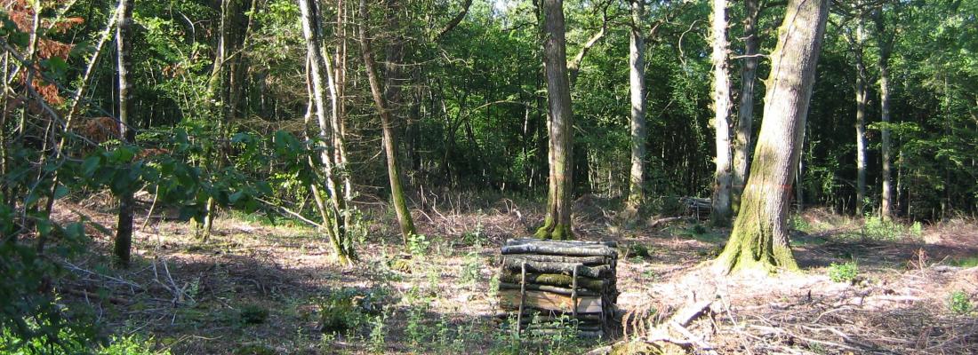 illustration Gestion durable des sols en forêt - Lancement de l’application mobile For-Eval