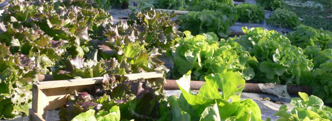 illustration Pratiques agroécologiques et emploi en agriculture