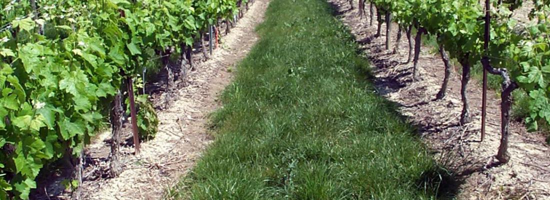 illustration Alternatives au glyphosate en viticulture, une évaluation économique