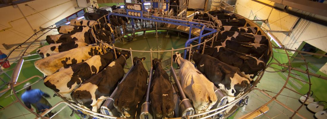 illustration Principes d'INRAE en matière d’utilisation d'animaux à des fins scientifiques