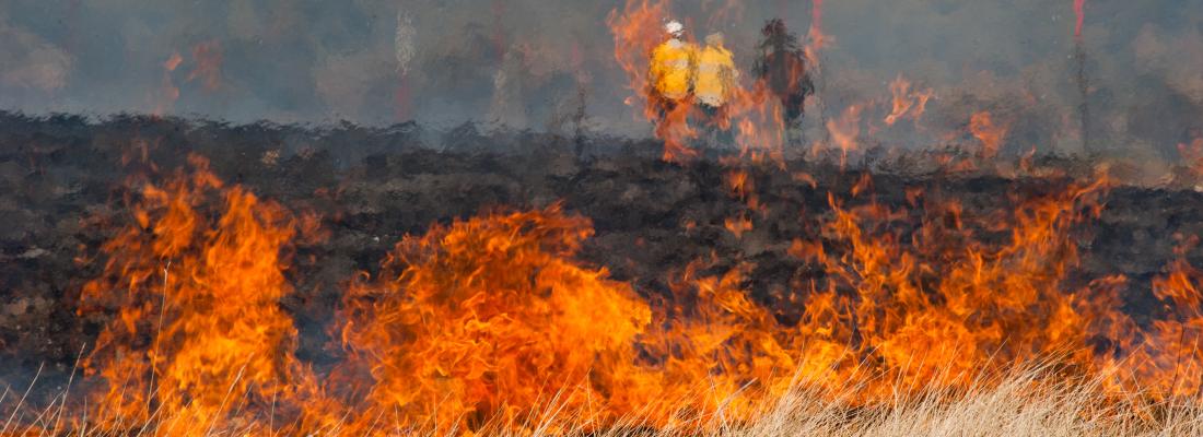 illustration Pour passer à travers les flammes, les arbres ont leur stratégie