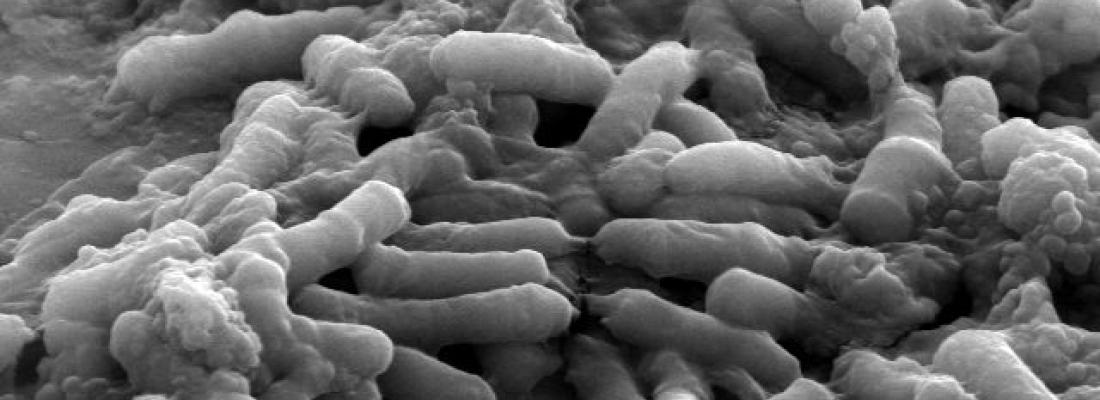 illustration Olivier Berteau, lauréat ERC, à la pointe du microbiote