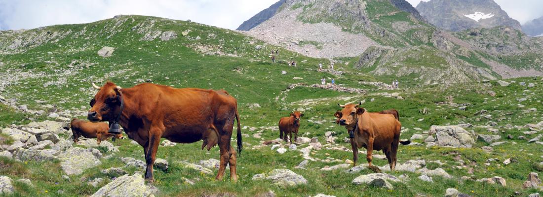 illustration Quelques idées fausses sur la viande et l’élevage