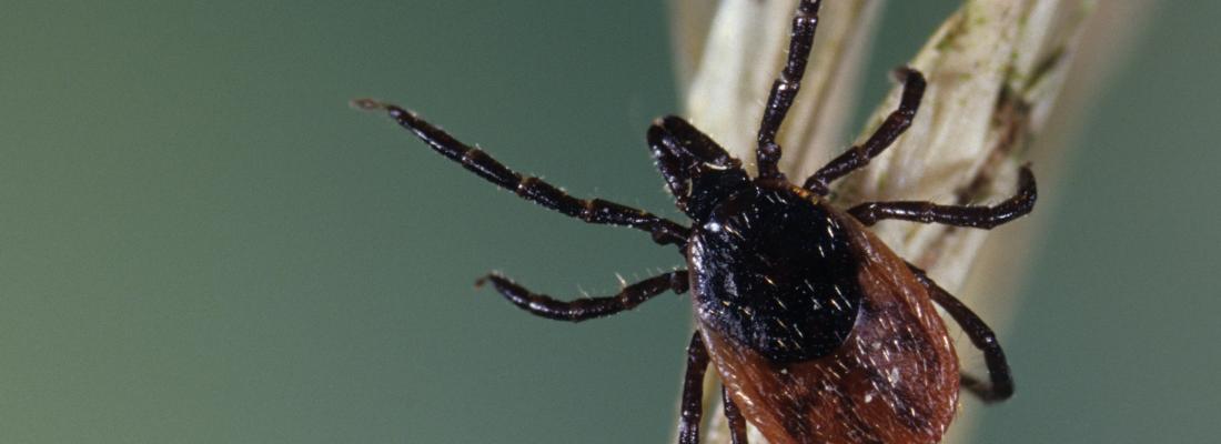 illustration Nouveau : une application smartphone pour mieux comprendre et prévenir la maladie de Lyme et les autres maladies transmissibles par les tiques