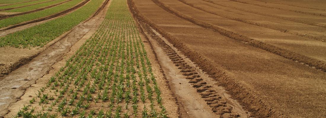 illustration EJP SOIL : lancement du programme européen sur les sols agricoles