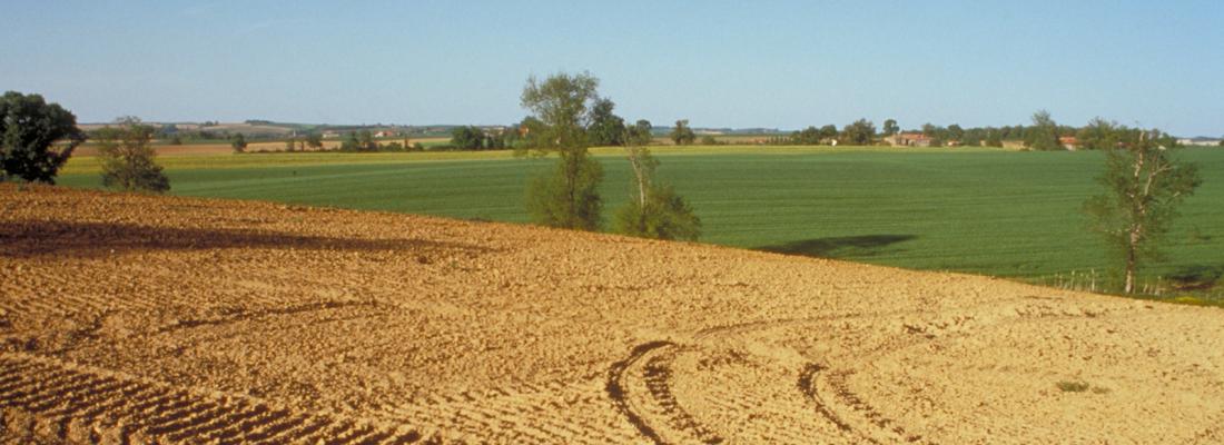 illustration Alternatives au glyphosate en grandes cultures : évaluation économique