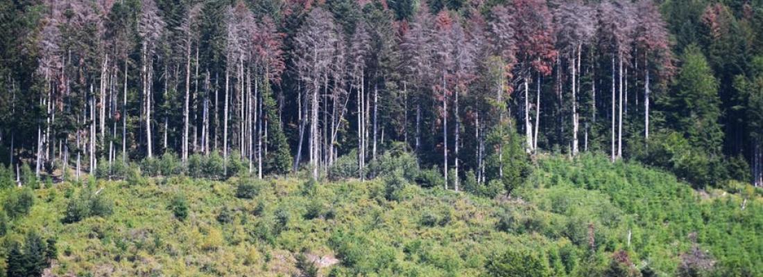 illustration Sécheresse : l’indispensable adaptation des forêts françaises