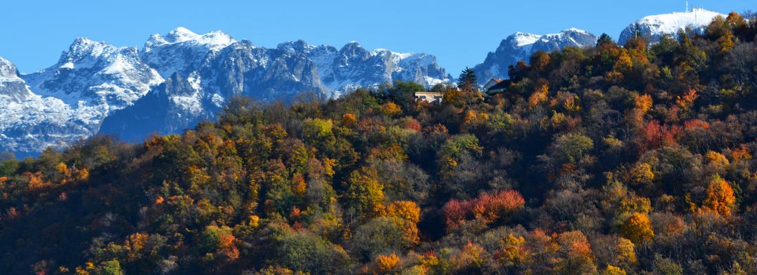 illustration Préparer les forêts au changement climatique