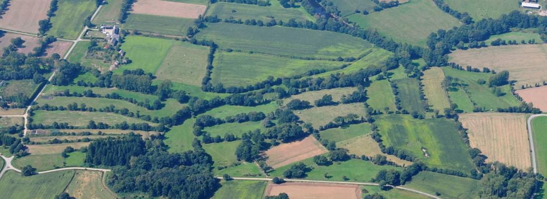 illustration Smaller fields and diversified crops can help spontaneous plants to make a comeback, even in the middle of fields