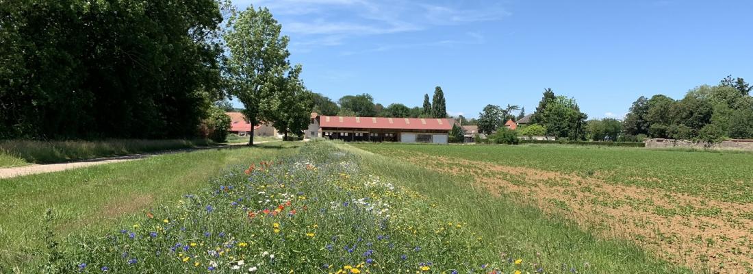illustration Agroécologie : des recherches pour la transition des exploitations, des filières et des territoires