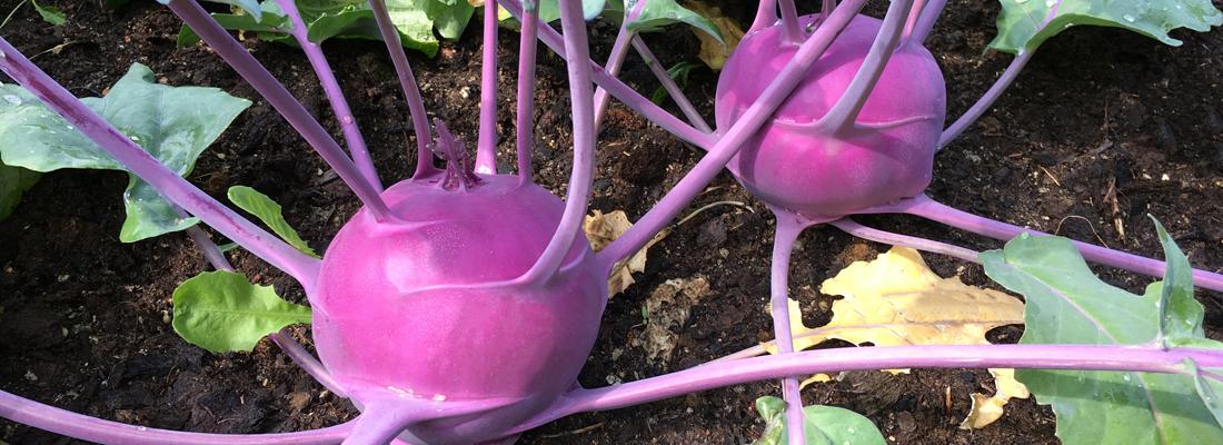 illustration Nouveau projet BrasExplor : explorer la diversité génétique des Brassica présents sur le pourtour méditérranéen