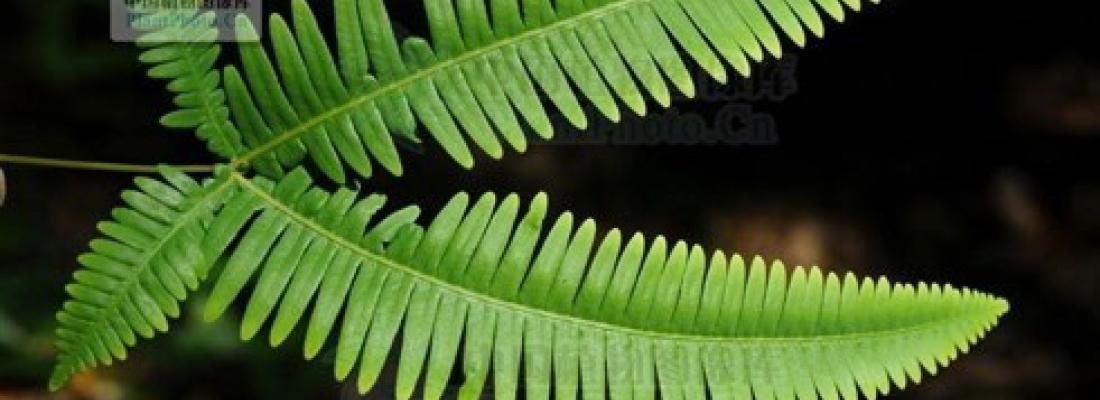 illustration Extraire des terres rares avec des plantes