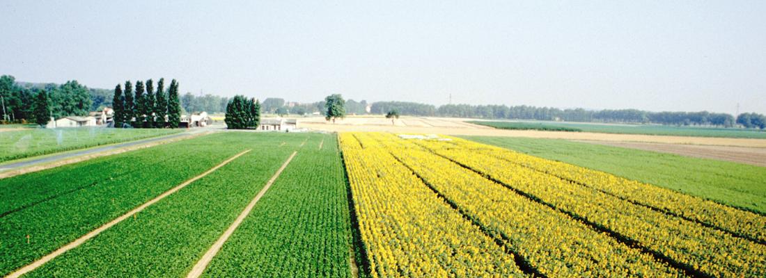 illustration IPHARD – Proposer des variétés de soja et de tournesol adaptées aux cultures en relai et en dérobé