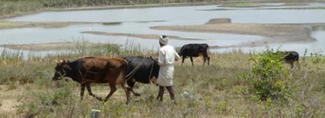 illustration Adapting irrigation to prepare Indian agriculture for climate change