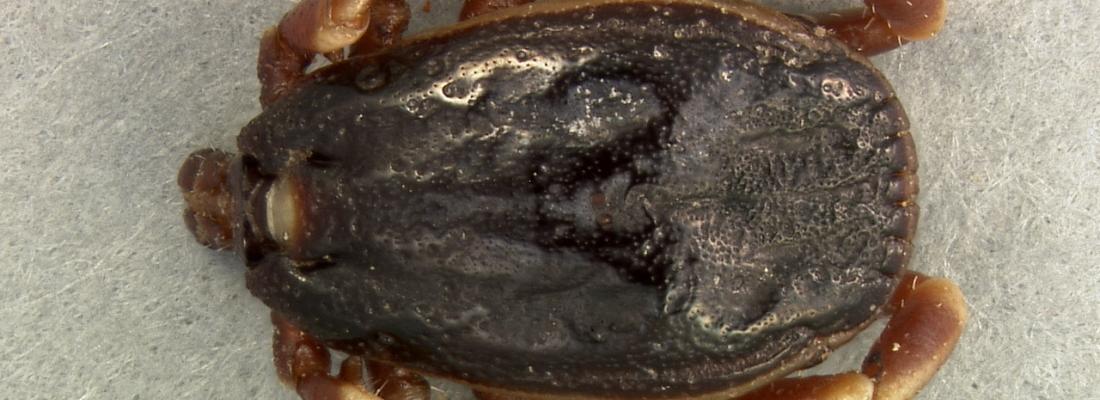 illustration De nouvelles espèces de tiques et de pathogènes trouvés en France
