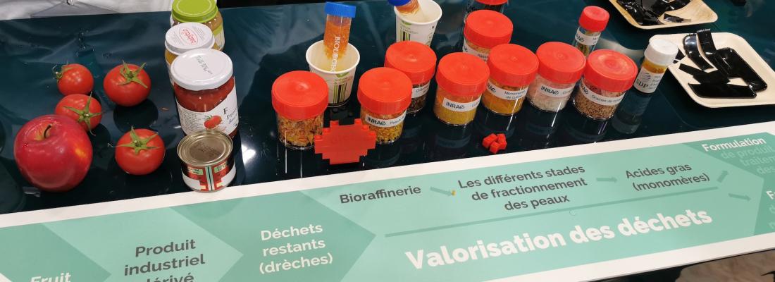 illustration Transformer les peaux de tomate ou de pomme en nouveaux matériaux biodégradables