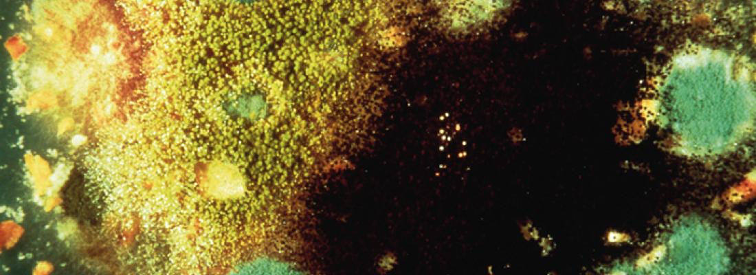 illustration L’étude sans fin des mycotoxines
