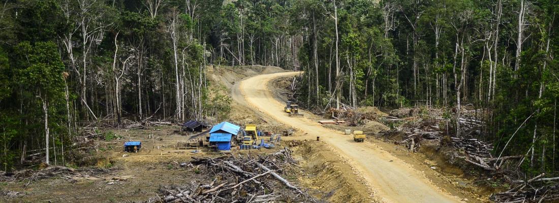 illustration Analyse de 65 ans de travaux sur le lien entre forêt, déforestation et émergence de maladies infectieuses