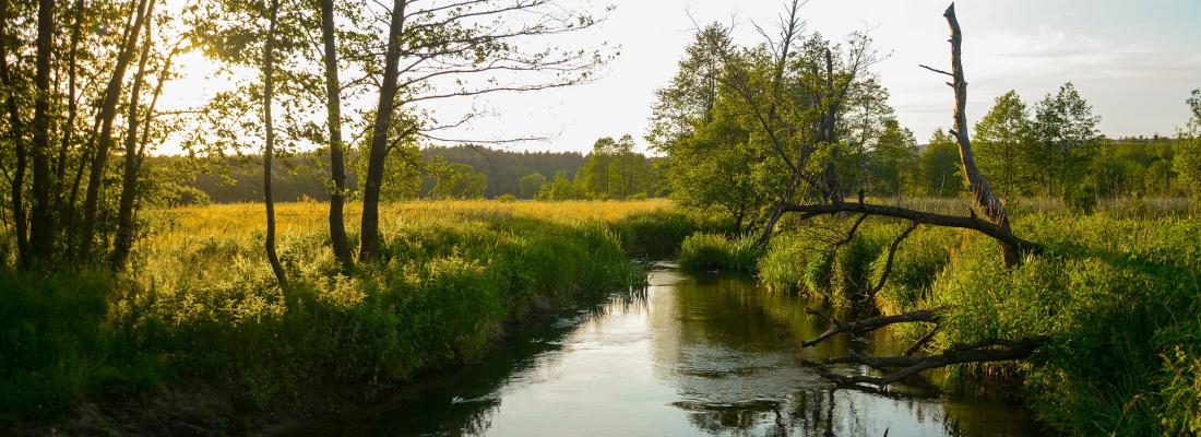 illustration Développement d’outils intégratifs passifs et de biomonitoring pour mieux mesurer la qualité de l’eau