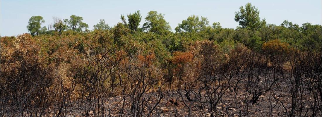 illustration Les images satellites, de précieux outils pour mieux gérer le risque incendie