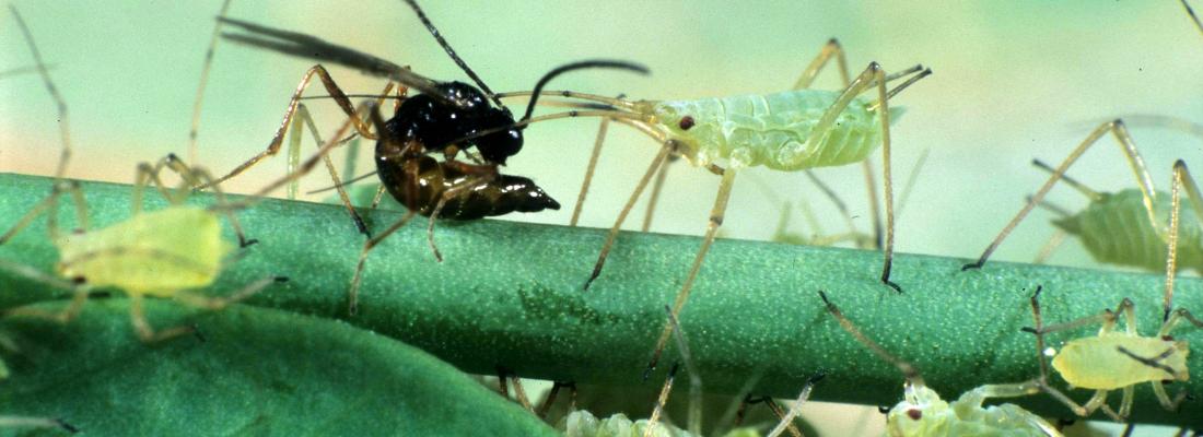 illustration Studying the parasitoid wasp genome to understand how they adapt to host defenses 